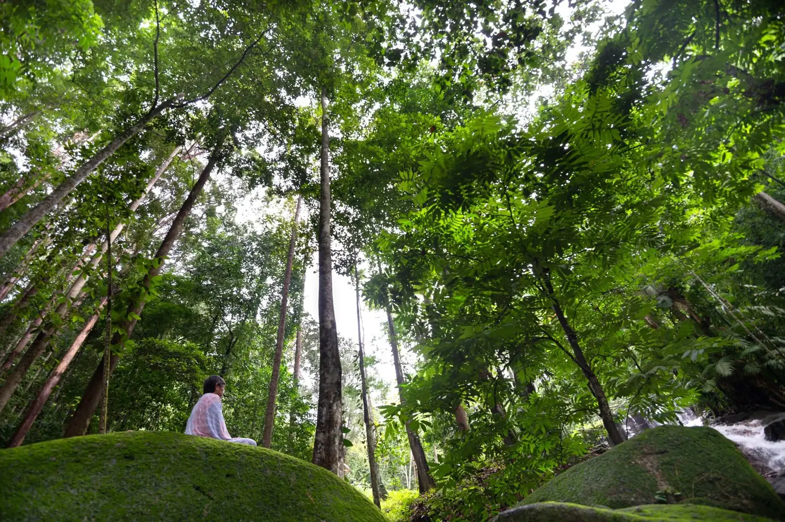 A figure in quiet meditation within a forest