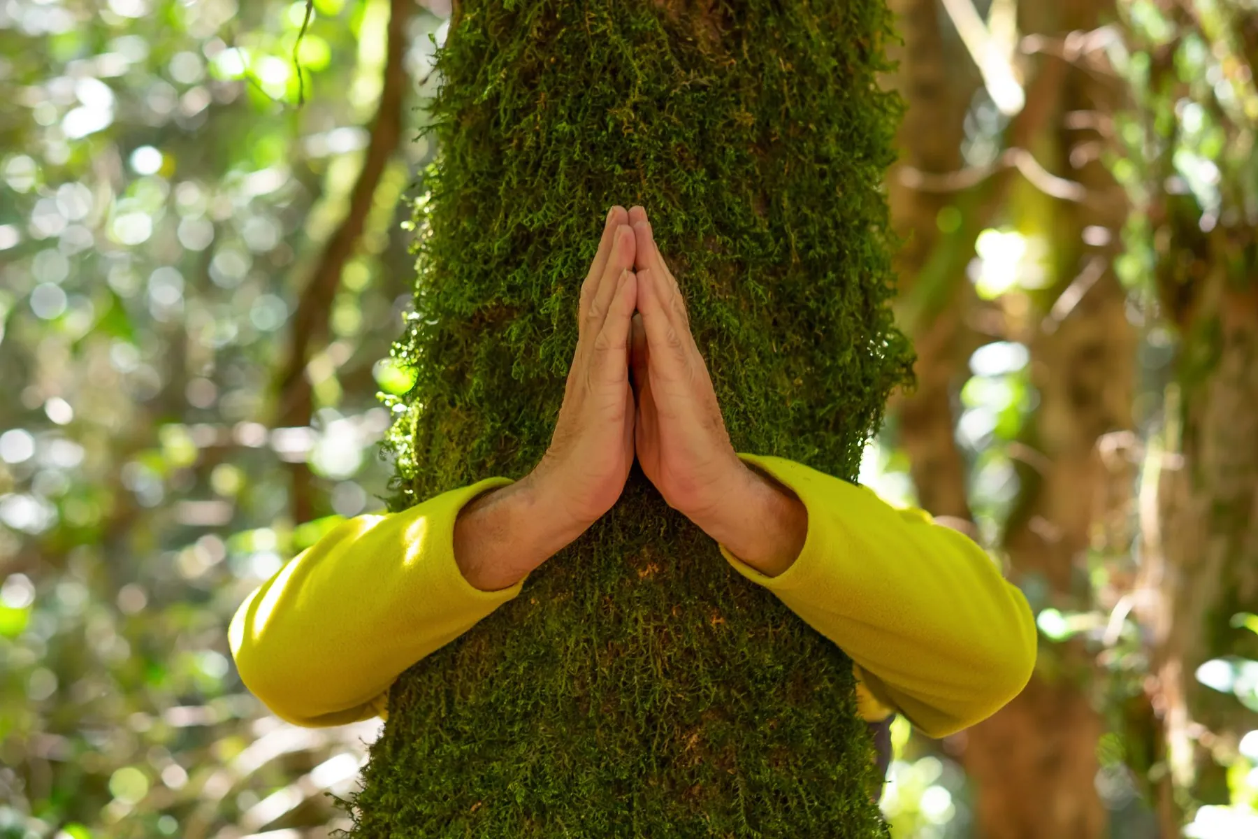 A sacred tree hung with prayer offerings